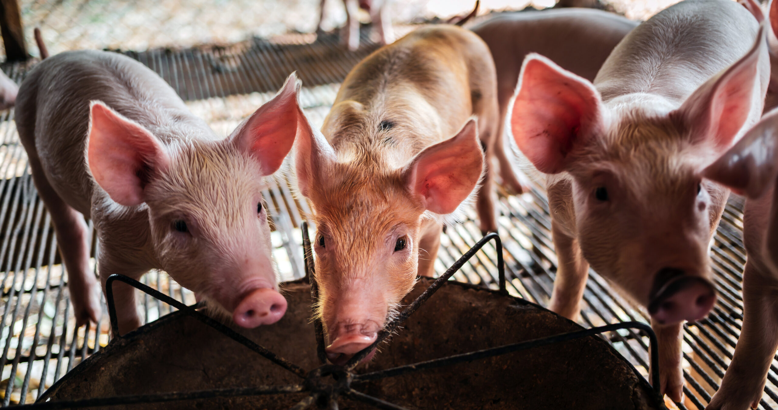 Feeder & Accessories